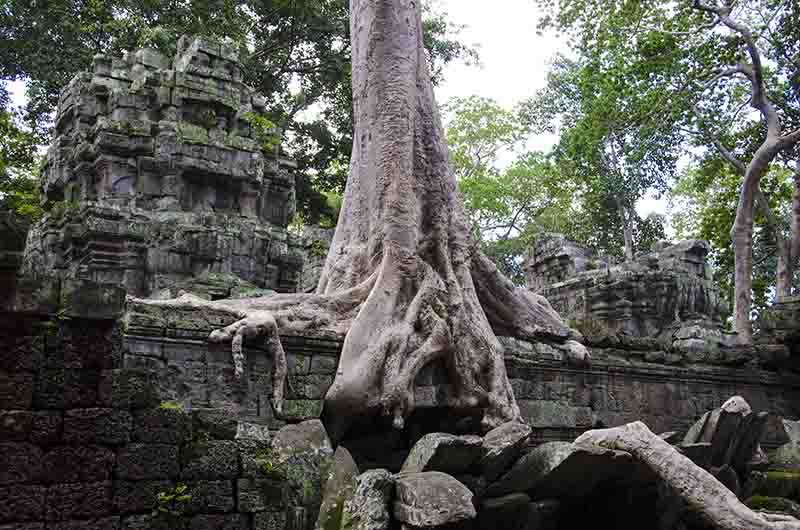 94 - Camboya - Angkor - templo de Ta Prohm